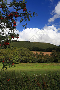 欧洲英国乡村对Cerneabbas忠诚巨头的观察阿巴斯英国的图片
