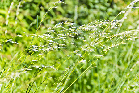 自然分支夏季饱和绿色草质的图片植物图片