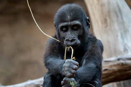 野生动物非洲脸可爱的西部大猩宝濒危动物图片