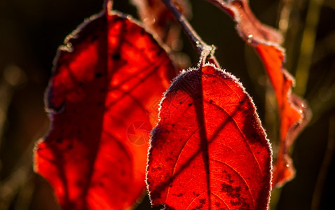树枝上悬挂的红色秋叶图片
