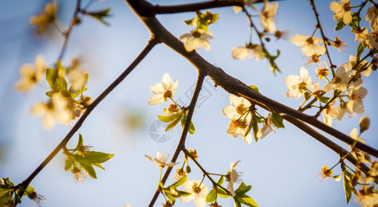 春天深夜阳光下美丽的樱桃花朵芽图片
