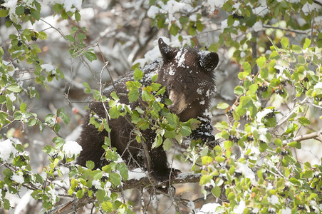 美国杰克逊黑熊幼专心吃三号山角的赌注幼兽图片