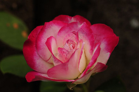 植被花园里的一朵白粉玫瑰爱盛开图片