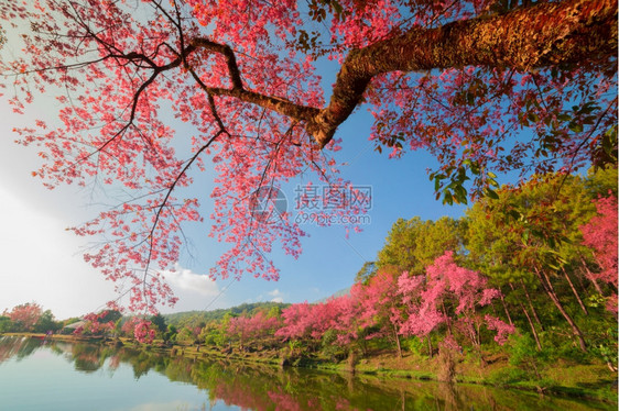 春日的粉红樱花图片