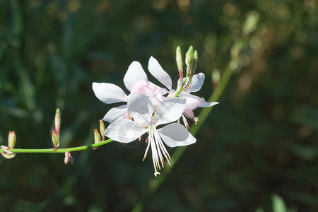 散景花瓣在软日光下布基背景的茉莉花Jasminoides麻花Jasminoides天图片