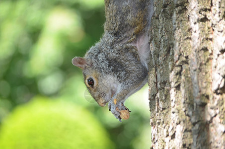 啮齿动物灰松鼠爬下一棵树吃花生吠野动物图片