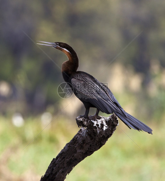 鸟类一名非洲DarterAnhinggamelanogaster在博茨瓦纳乔贝公园的河上晒太阳羚羊鸟图片