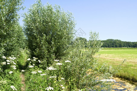 草地莫伦帕德植物群荷兰瓦塞纳尔的Horsten山荷兰瓦塞纳尔图片