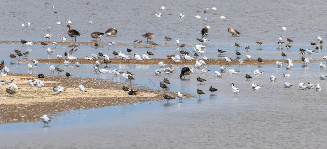 野生动物大流行喂食在英国诺福克海岸的一小群鸟儿在水中游荡图片