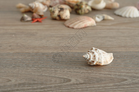 桌子上的贝壳图片