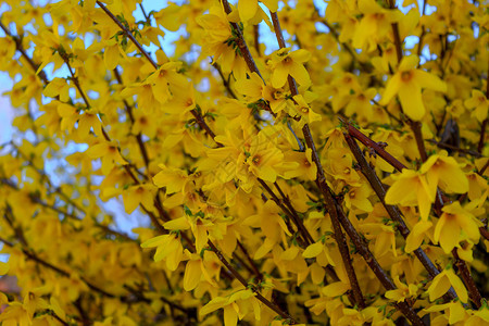 衬套ForsythiaBushes涌现出黄色的青春树丛花朵绽放季节图片