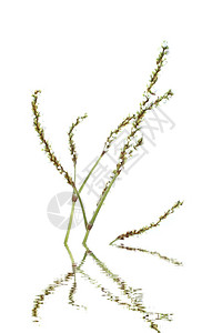 白色背景上孤立的花朵美丽格柏植物群图片
