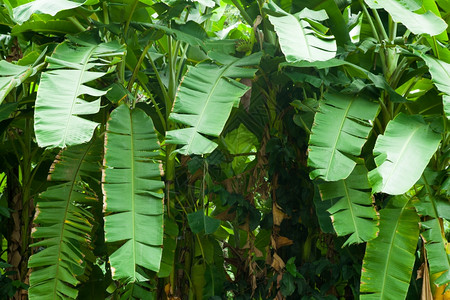 树叶公园香蕉在花种植的香蕉树上种质地图片