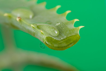 关心草本植物果汁小滴的阿洛叶植物图片