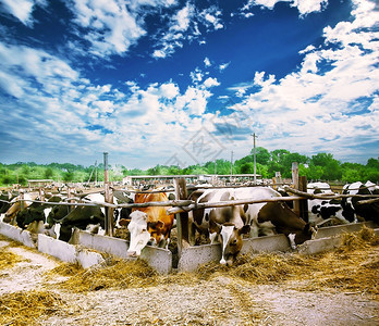 在下面乡村的一种在阴云天空下有奶牛和干草的农场图片