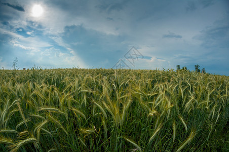 年轻绿色小麦田风景面粉粮食黑麦图片