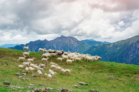 羊毛天空牧在意大利高山的绿草地上奔跑农田图片