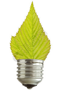 绿色能源概念灯泡有叶白底隔离于叶子资源电灯泡图片