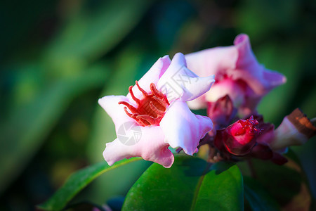 花粉红色的热带花卉StrophanthusgratusWallichampHookexBenth分支植物学图片