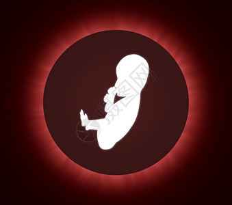 后代生活子宫胎儿形象的图片