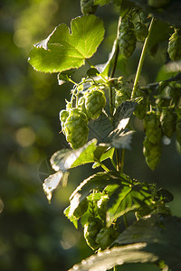 喝床单羽扇豆花生植物的细数绿色和叶子紧图片