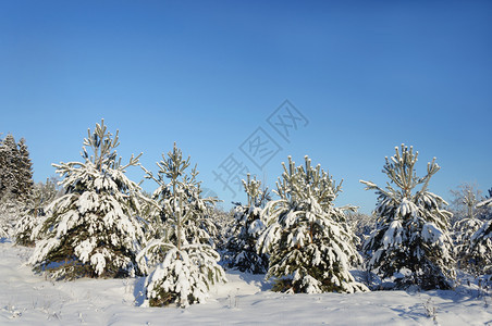 霜圣诞节蓝色天空背景下满是雪的松树小覆盖着蓝天背景上的雪农村图片