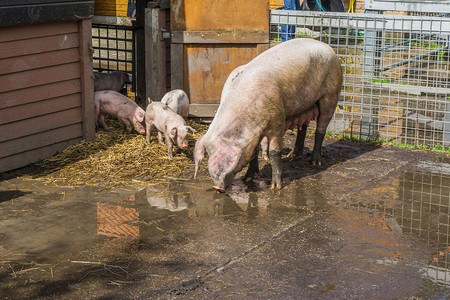 猪小福母猪和她的小养殖动物耳朵农场常设背景