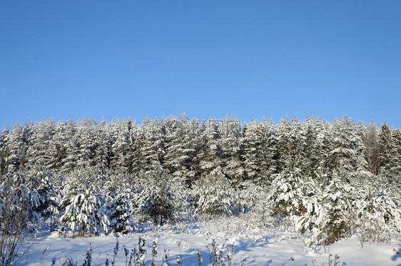 俄罗斯蓝色天空背景上覆盖着无花果冻的雪松红木丛树仙境寒冷的图片