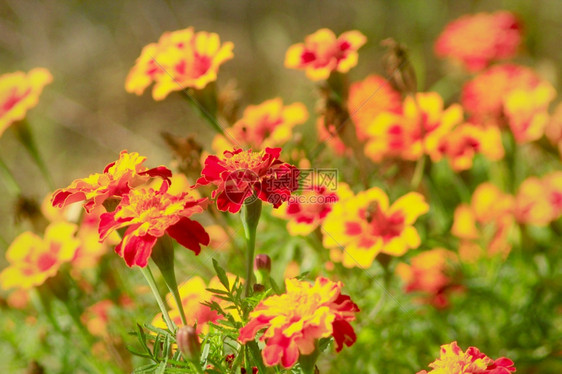 花瓣红色的天鹅绒在秋床铺上美丽马龙花朵图片