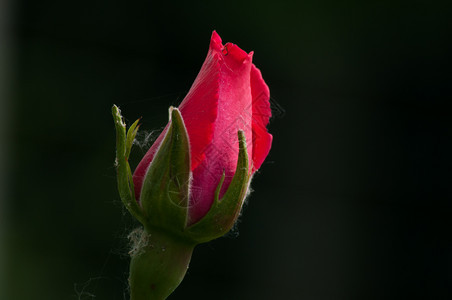 黑色背景上的红玫瑰花蕾特写黑色背景上的玫瑰特写开花浪漫的美丽图片