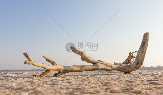 橙夏天拉纳卡盐湖的断木树枝夏季干枯植物图片