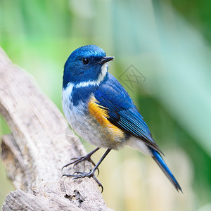 蓝鸟喜马拉雅的男蓝尾Tarsiger鲁菲拉图斯站在木头上乳房和侧面知更鸟禽类常设图片