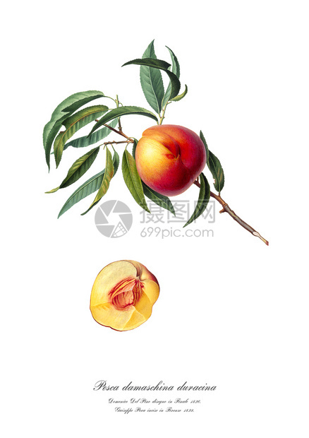 果汁桃子陈年插图分支已恢复优质的图片