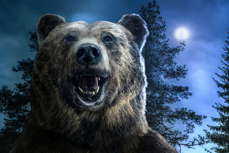 肖像小熊座棕褐灰头在森林中A咆哮的熊张开嘴月光照亮棕色的图片