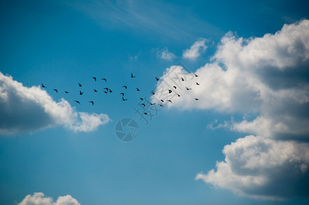 在美丽的阴云夏日天空中鸟群飞行自然环境图片