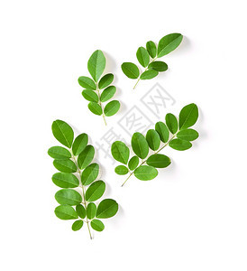 蔬菜辣木白背景孤立的莫林加叶绿色图片