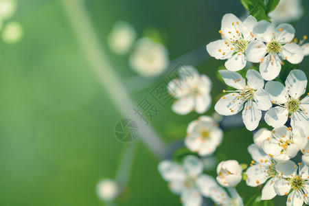 白色的带花春背景空间天开花图片