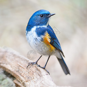 动物户外夏天蓝鸟喜马拉雅的男蓝尾Tarsigerrufilatus站在原木上乳房侧写图片