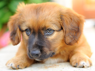 可爱的小棕色狗肖像仅几星期就老了动物国内的图片