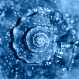 自然海壳关闭顶端视图深聚焦螺旋和卷形外壳纹理以20年的颜色显示经典蓝色几何的最佳图片