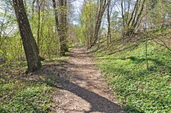 新的草林和阳光绿春路景色在天森林和阳光中的绿春路面植物田园图片