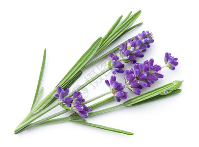 白色背景中隔绝的紫色花朵从上方新鲜的淡紫色花朵切开的白背景视图香味薰衣草水图片