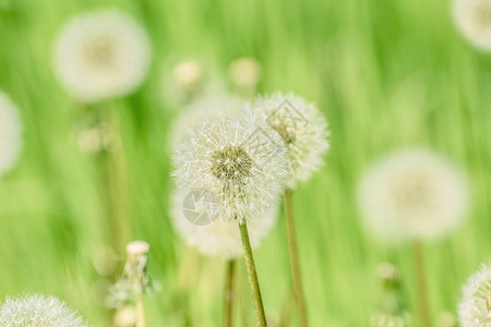 绿地的荒废空植物群草本绽放图片