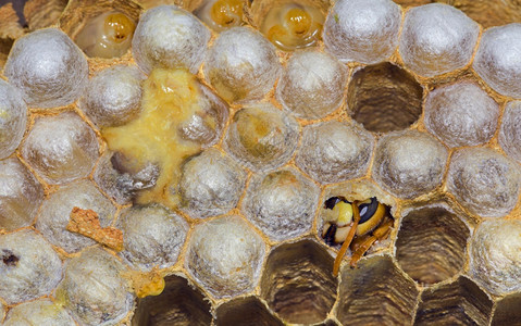 动物群克拉布罗荒野关闭巢内蜂窝中的里哈青欧洲大蜂高清图片