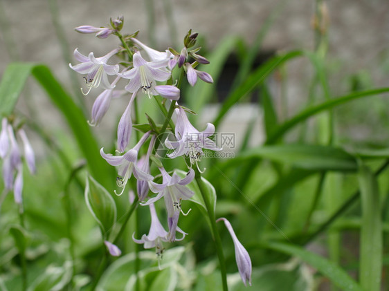 车前草多年生Lily或HostaPlantaginea的花香图片