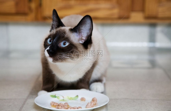 正在进食的猫咪图片