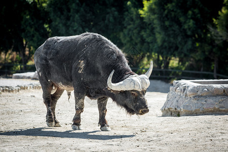 满的公园野生动物中的非洲水牛全尺寸非洲水牛全尺寸同步图片