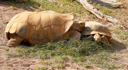 自然濒危公园里的老海龟动物园图片