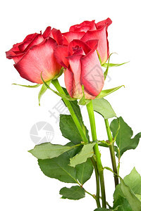 三朵红玫瑰孤立在白色背景上花浪漫的植物图片