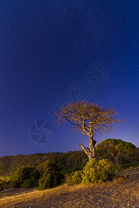 在西拉里和一棵树的海岸上有黑夜和星宿海景乳白色土耳其图片